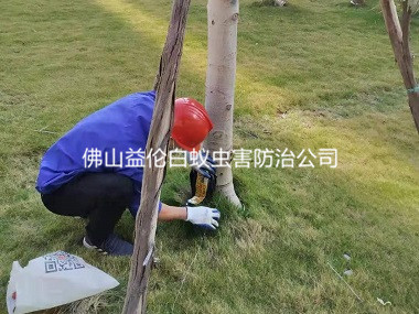 丹灶翰林湖农业公园灭白蚁